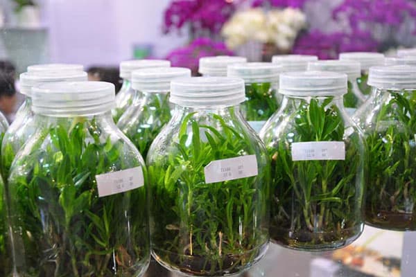 91看片软件免费瓶厂家为您解答育苗移栽难以成活的原因有哪些