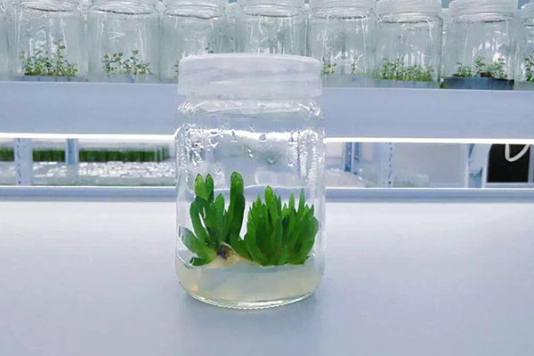 植物91看片软件免费的类型以及优势有哪些
