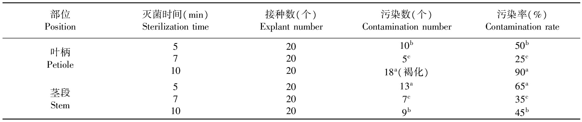 金钻蔓绿绒的91看片软件免费苗繁殖生产技术研究