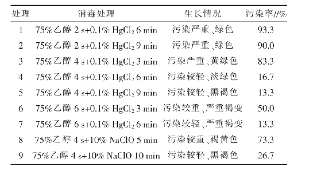 空气凤梨91看片软件免费快繁技术优化