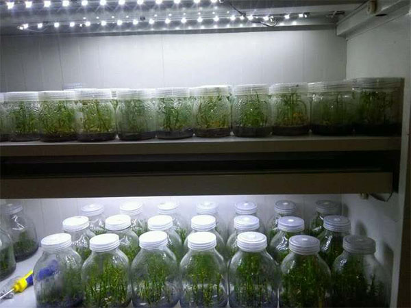 兰花91看片软件免费技术研究