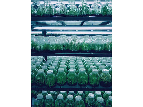 化学消毒剂在植物91看片软件免费中的应用