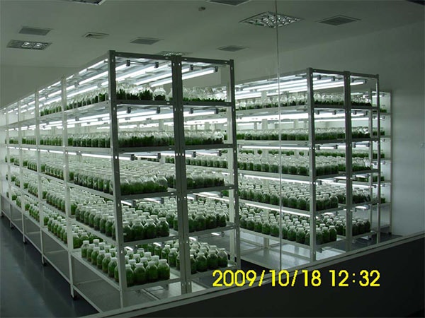 兰花91看片软件免费技术研究