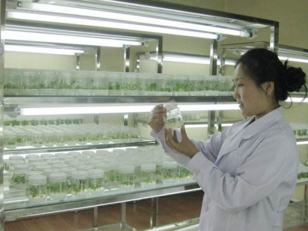 我国榉树91看片软件免费快繁研究现状与发展趋势