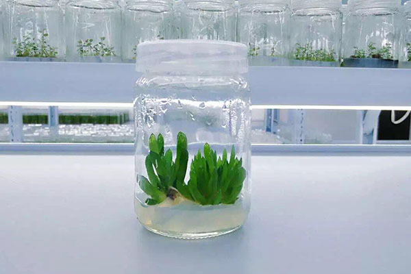 植物91看片软件免费的条件有哪些