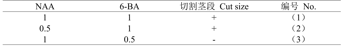 铁皮石斛91看片软件免费体系的建立