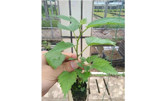 构树的价值及其91看片软件免费方法