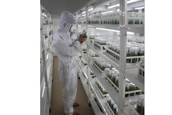 哪些因素影响木本植物的91看片软件免费技术