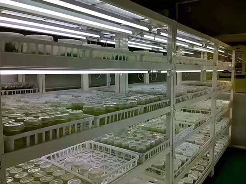 培养架、91看片软件免费架、光照培养架