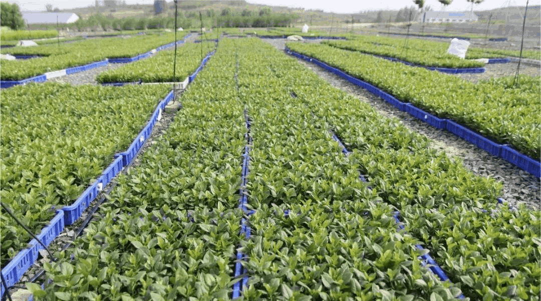 乔化、短枝、矮化苹果树在树体上具有明显的区别