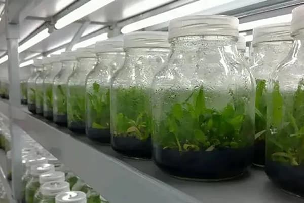 91看片软件免费设备根据不同植物添加不同元素