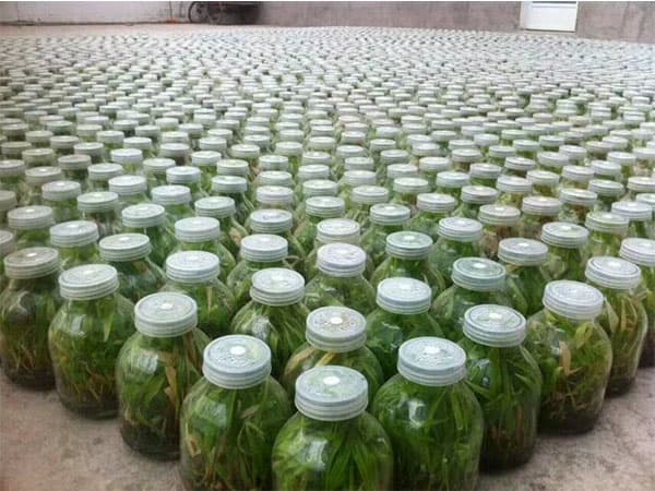 91看片软件免费瓶高效消毒剂S105使用说明书