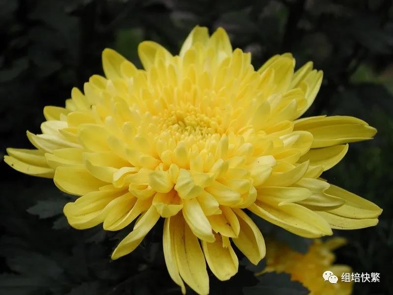 菊花的91看片软件免费