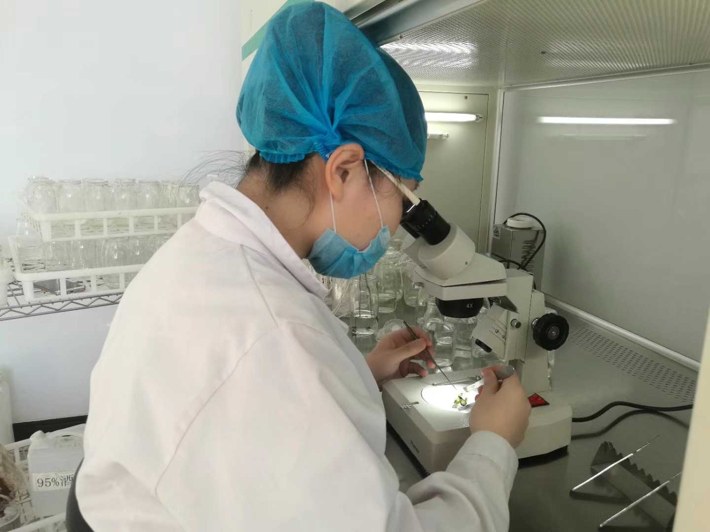 91看片软件免费苗，91看片软件免费，组织培养