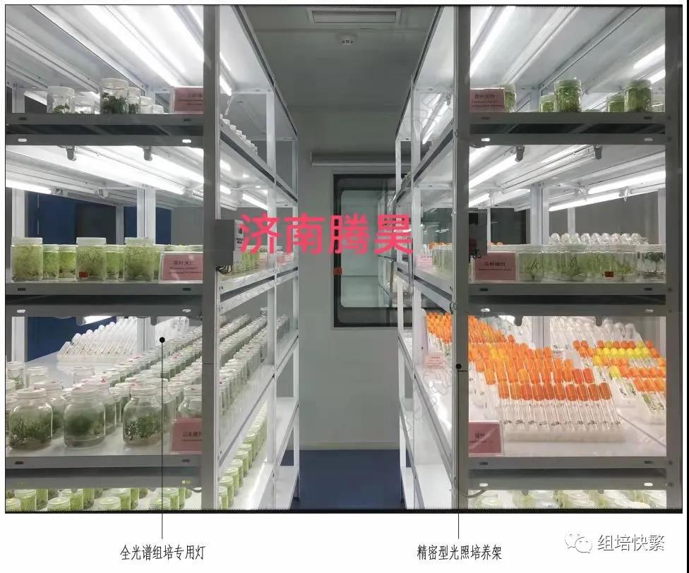 组织培养，91看片软件免费架，91看片软件免费疑问