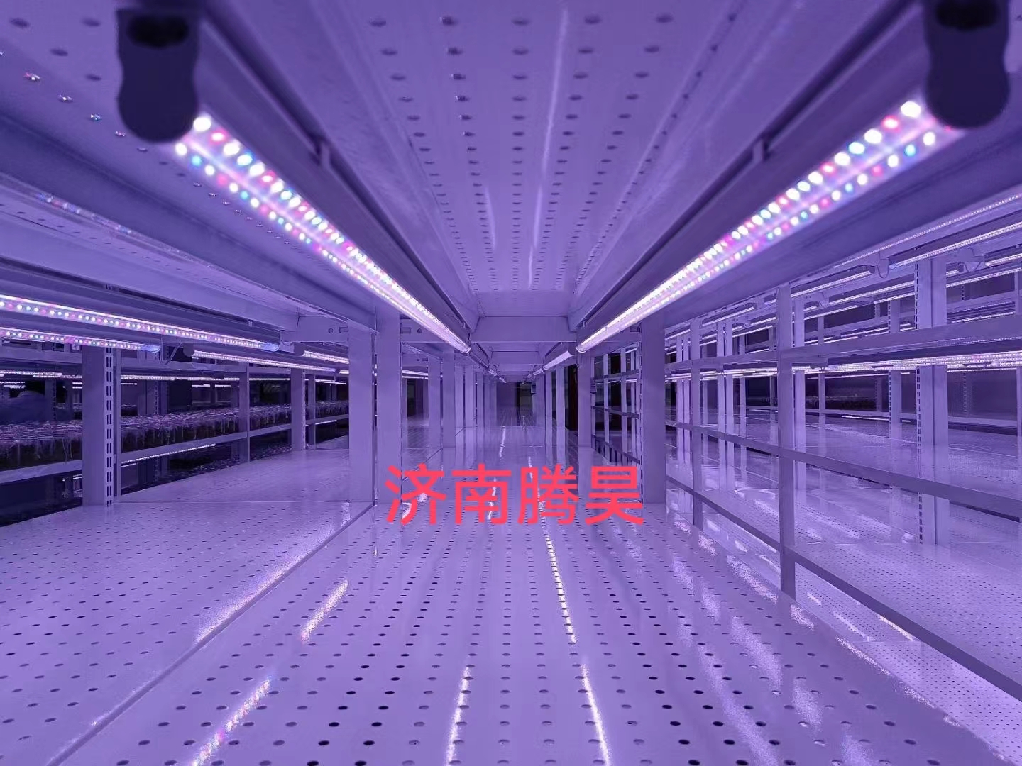 91看片软件免费架，培养架，光照培养架，91看片软件免费室设计，91看片软件免费室无菌净化
