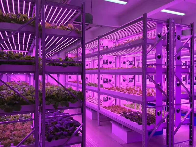 植物组织培养的条件，快来看看吧!